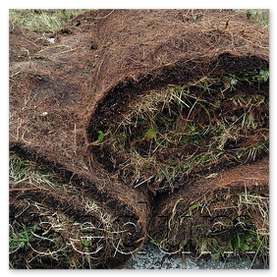 Predpestovaný koberec - lúčne kvety 