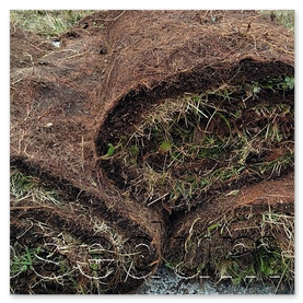 Predpestovaný koberec - lúčne kvety 