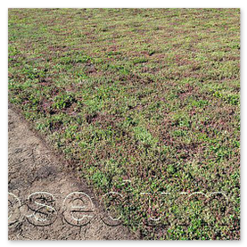 Pestovanie rozchodníkových kobercov a rezkov