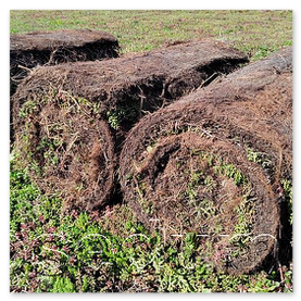 rolované rozchodníkové koberce