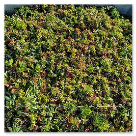 Sedum mix - rezky rozchodíkov